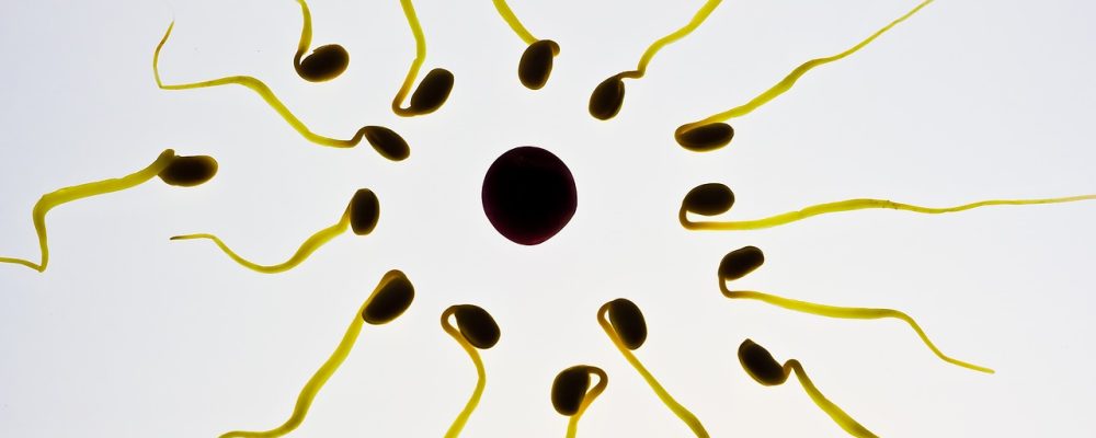 sperm, egg cell, fertilization-956481.jpg